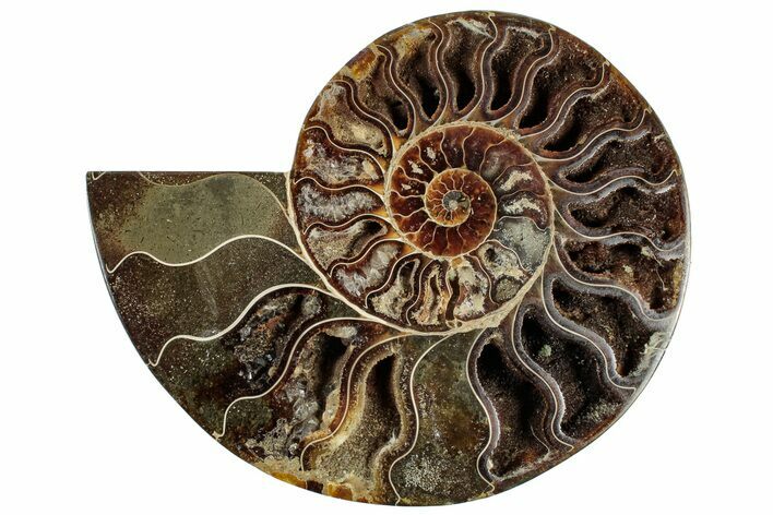 Cut & Polished Ammonite Fossil (Half) - Madagascar #308635